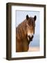 Exmoor pony in Exmoor National Park, England-Nick Garbutt-Framed Photographic Print