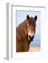 Exmoor pony in Exmoor National Park, England-Nick Garbutt-Framed Photographic Print