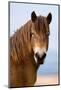 Exmoor pony in Exmoor National Park, England-Nick Garbutt-Mounted Photographic Print