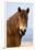 Exmoor pony in Exmoor National Park, England-Nick Garbutt-Framed Photographic Print