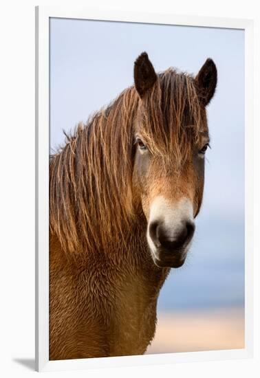 Exmoor pony in Exmoor National Park, England-Nick Garbutt-Framed Photographic Print