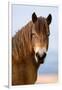 Exmoor pony in Exmoor National Park, England-Nick Garbutt-Framed Photographic Print