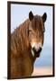 Exmoor pony in Exmoor National Park, England-Nick Garbutt-Framed Photographic Print