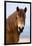 Exmoor pony in Exmoor National Park, England-Nick Garbutt-Framed Photographic Print