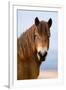 Exmoor pony in Exmoor National Park, England-Nick Garbutt-Framed Premium Photographic Print