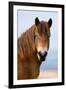 Exmoor pony in Exmoor National Park, England-Nick Garbutt-Framed Premium Photographic Print