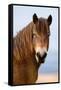 Exmoor pony in Exmoor National Park, England-Nick Garbutt-Framed Stretched Canvas