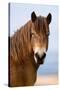 Exmoor pony in Exmoor National Park, England-Nick Garbutt-Stretched Canvas