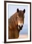 Exmoor pony in Exmoor National Park, England-Nick Garbutt-Framed Photographic Print