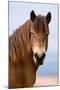 Exmoor pony in Exmoor National Park, England-Nick Garbutt-Mounted Photographic Print