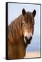 Exmoor pony in Exmoor National Park, England-Nick Garbutt-Framed Stretched Canvas