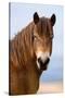 Exmoor pony in Exmoor National Park, England-Nick Garbutt-Stretched Canvas