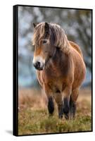 Exmoor pony in Exmoor National Park, England-Nick Garbutt-Framed Stretched Canvas