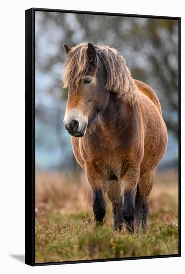 Exmoor pony in Exmoor National Park, England-Nick Garbutt-Framed Stretched Canvas