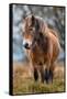 Exmoor pony in Exmoor National Park, England-Nick Garbutt-Framed Stretched Canvas