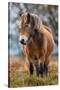 Exmoor pony in Exmoor National Park, England-Nick Garbutt-Stretched Canvas