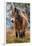 Exmoor pony in Exmoor National Park, England-Nick Garbutt-Framed Photographic Print