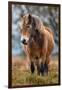 Exmoor pony in Exmoor National Park, England-Nick Garbutt-Framed Photographic Print