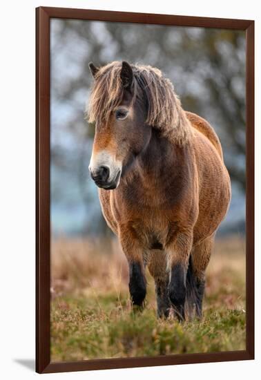 Exmoor pony in Exmoor National Park, England-Nick Garbutt-Framed Photographic Print