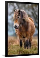 Exmoor pony in Exmoor National Park, England-Nick Garbutt-Framed Photographic Print