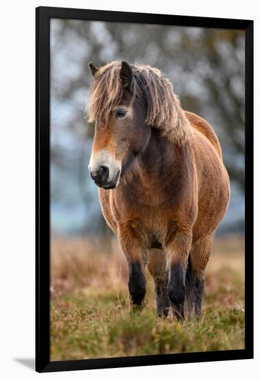 Exmoor pony in Exmoor National Park, England-Nick Garbutt-Framed Photographic Print