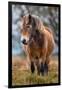 Exmoor pony in Exmoor National Park, England-Nick Garbutt-Framed Photographic Print