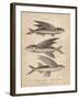 Exocoetus-J Pass-Framed Giclee Print