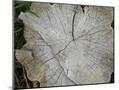 Wood Mount