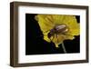 Exosoma Lusitanicum (Daffodil Leaf Beetle)-Paul Starosta-Framed Photographic Print