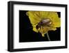 Exosoma Lusitanicum (Daffodil Leaf Beetle)-Paul Starosta-Framed Photographic Print