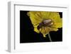 Exosoma Lusitanicum (Daffodil Leaf Beetle)-Paul Starosta-Framed Photographic Print