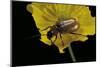 Exosoma Lusitanicum (Daffodil Leaf Beetle)-Paul Starosta-Mounted Photographic Print