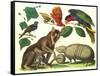 Exotic Animals of the World-null-Framed Stretched Canvas