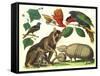 Exotic Animals of the World-null-Framed Stretched Canvas