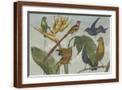 Brown Frame