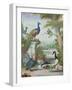 Exotic Birds and Domestic Fowl in a Picturesque Park, Early 18th Century-Jakob Bogdany-Framed Giclee Print