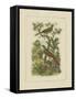 Exotic Birds I-Vision Studio-Framed Stretched Canvas