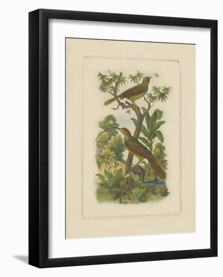 Exotic Birds I-Vision Studio-Framed Art Print