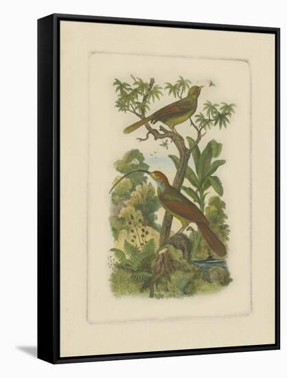 Exotic Birds I-Vision Studio-Framed Stretched Canvas