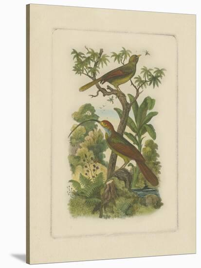 Exotic Birds I-Vision Studio-Stretched Canvas