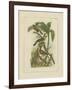 Exotic Birds II-Vision Studio-Framed Art Print