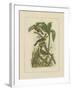 Exotic Birds II-Vision Studio-Framed Art Print