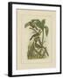 Exotic Birds II-Vision Studio-Framed Art Print