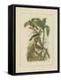 Exotic Birds II-Vision Studio-Framed Stretched Canvas