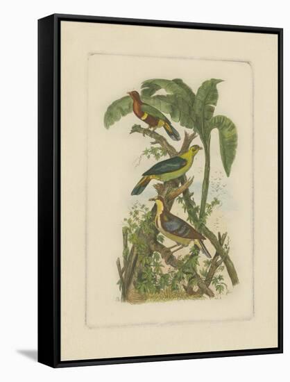 Exotic Birds II-Vision Studio-Framed Stretched Canvas