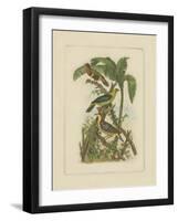 Exotic Birds II-Vision Studio-Framed Art Print