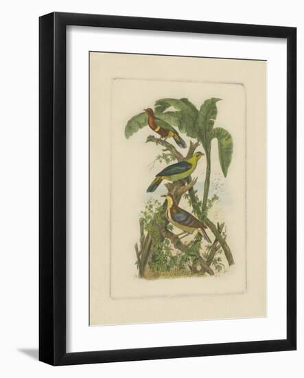 Exotic Birds II-Vision Studio-Framed Art Print