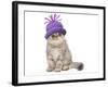 Exotic Black Tortie Silver 2 Month Old Tabby-null-Framed Photographic Print