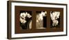 Exotic Blooms-Cinzia Ryan-Framed Photographic Print