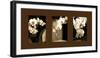 Exotic Blooms-Cinzia Ryan-Framed Photographic Print